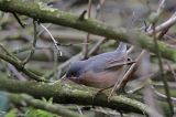 20160418_Westelijke Baardgrasmus_Wageningen_05